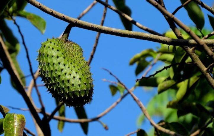 Befox Adventure Hotell La Fortuna Eksteriør bilde
