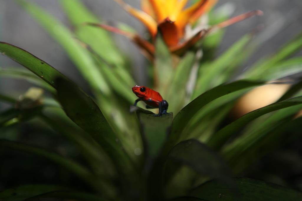 Befox Adventure Hotell La Fortuna Eksteriør bilde